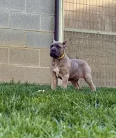 Martha, a female Cane Corso for sale in Oxford, PA – 1 of 10