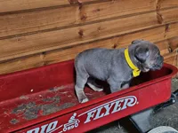 Martha, a female Cane Corso for sale in Oxford, PA – Photo 3 of 3