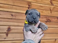 Martha, a female Cane Corso for sale in Oxford, PA – Photo 2 of 3