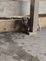 Martha, a female Cane Corso for sale in Oxford, PA – Photo 8 of 10
