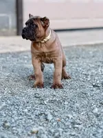 Martha, a female Cane Corso for sale in Oxford, PA – Photo 9 of 10