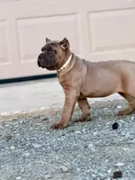 Martha, a female Cane Corso for sale in Oxford, PA – Photo 10 of 10