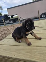 Pepper, a male Cane Corso for sale in Oxford, PA – 6 of 9