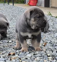 Toby, a male Cane Corso for sale in Oxford, PA – 3 of 8