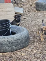 Pepper, a male Cane Corso for sale in Oxford, PA – 4 of 9