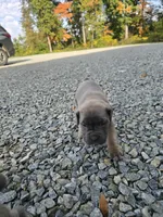 Tate, a female Cane Corso for sale in Oxford, PA – 2 of 9