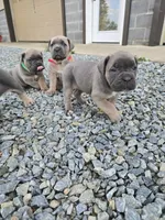 Tate, a female Cane Corso for sale in Oxford, PA – 5 of 9