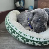 Roy, a female Cane Corso for sale in Oxford, PA – Photo 5 of 8