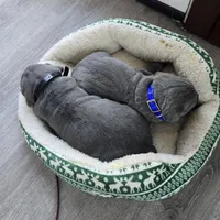 Roy, a female Cane Corso for sale in Oxford, PA – Photo 4 of 8