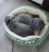 Roy, a female Cane Corso for sale in Oxford, PA – Photo 4 of 8