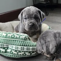 Roy, a female Cane Corso for sale in Oxford, PA – Photo 7 of 8