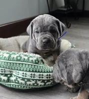 Roy, a female Cane Corso for sale in Oxford, PA – Photo 7 of 8