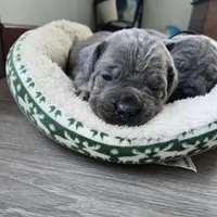 Roy, a female Cane Corso for sale in Oxford, PA – Photo 2 of 8