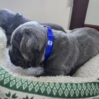 Roy, a female Cane Corso for sale in Oxford, PA – Photo 6 of 8