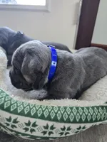 Roy, a female Cane Corso for sale in Oxford, PA – Photo 6 of 8