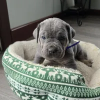 Roy, a female Cane Corso for sale in Oxford, PA – Photo 8 of 8