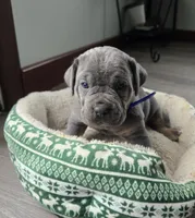 Roy, a female Cane Corso for sale in Oxford, PA – Photo 8 of 8