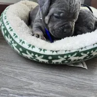 Roy, a female Cane Corso for sale in Oxford, PA – Photo 3 of 8