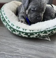 Roy, a female Cane Corso for sale in Oxford, PA – Photo 3 of 8
