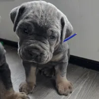 Roy, a female Cane Corso for sale in Oxford, PA – Photo 1 of 8