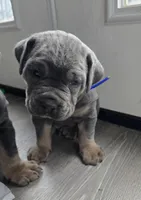 Roy, a female Cane Corso for sale in Oxford, PA – Photo 1 of 8