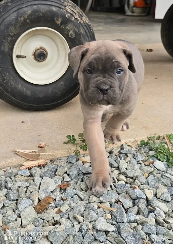 Tate – Cane Corso puppy for sale in Oxford, PA