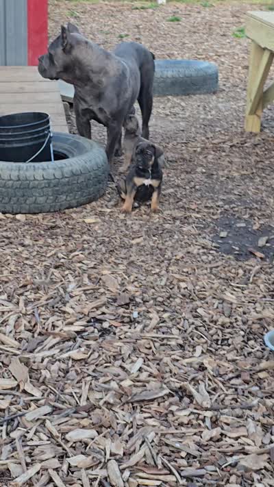 Pepper, a male Cane Corso for sale in Oxford, PA – 9 of 9