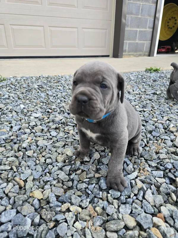 Todd – Cane Corso puppy for sale in Oxford, PA