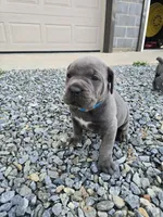 Todd, a male Cane Corso for sale in Oxford, PA – 1 of 10