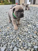 Thomas, a male Cane Corso for sale in Oxford, PA – 3 of 9