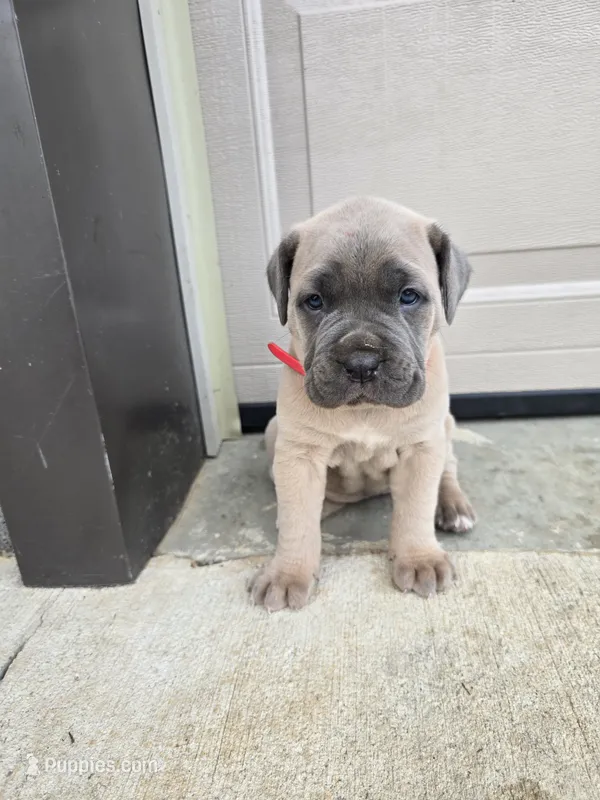 Taylor – Cane Corso puppy for sale in Oxford, PA