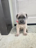 Taylor, a female Cane Corso for sale in Oxford, PA – 1 of 7