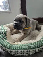 Phoenix, a female Cane Corso for sale in Oxford, PA – Photo 1 of 9