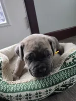 Phoenix, a female Cane Corso for sale in Oxford, PA – Photo 9 of 9
