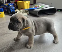 Phoenix, a female Cane Corso for sale in Oxford, PA – Photo 8 of 9