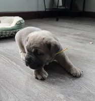 Phoenix, a female Cane Corso for sale in Oxford, PA – Photo 4 of 9