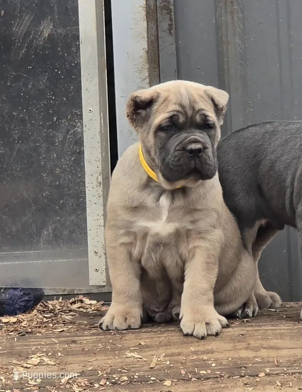 Phoenix – Cane Corso puppy for sale in Oxford, PA