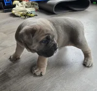 Phoenix, a female Cane Corso for sale in Oxford, PA – Photo 7 of 9