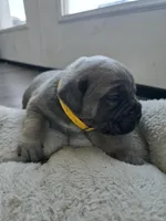 Phoenix, a female Cane Corso for sale in Oxford, PA – Photo 5 of 9