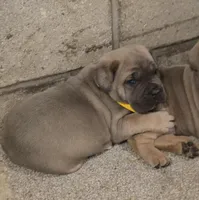 Phoenix, a female Cane Corso for sale in Oxford, PA – Photo 2 of 9