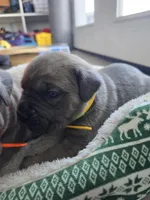 Phoenix, a female Cane Corso for sale in Oxford, PA – Photo 3 of 9