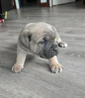 Phoenix, a female Cane Corso for sale in Oxford, PA – Photo 6 of 9