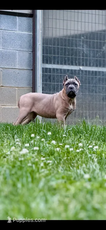 Martha – Cane Corso puppy for sale in Oxford, PA