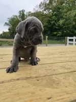 Peter, a male Cane Corso for sale in Oxford, PA – 1 of 7