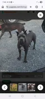 Molly, a female Cane Corso for sale in Oxford, PA – 4 of 4