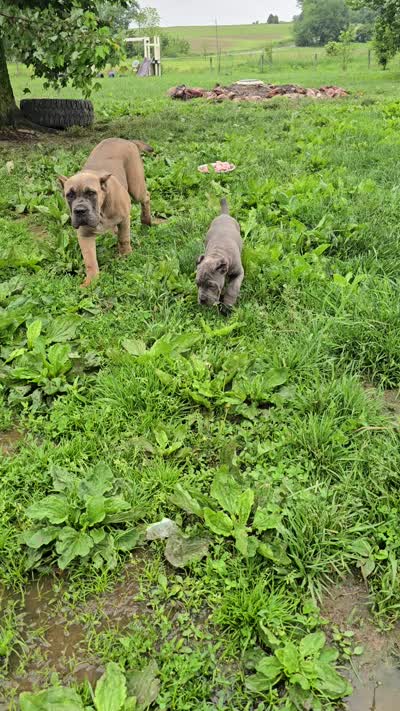 Peter, a male Cane Corso for sale in Oxford, PA – 10 of 10