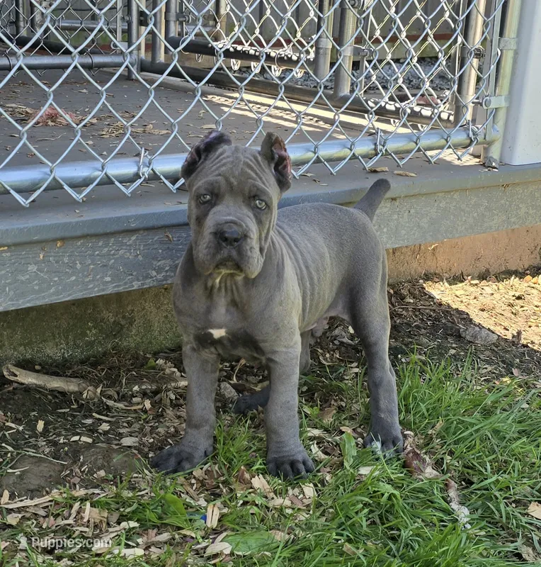 Peter – Cane Corso puppy for sale in Oxford, PA