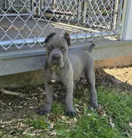 Peter, a male Cane Corso for sale in Oxford, PA – 4 of 10