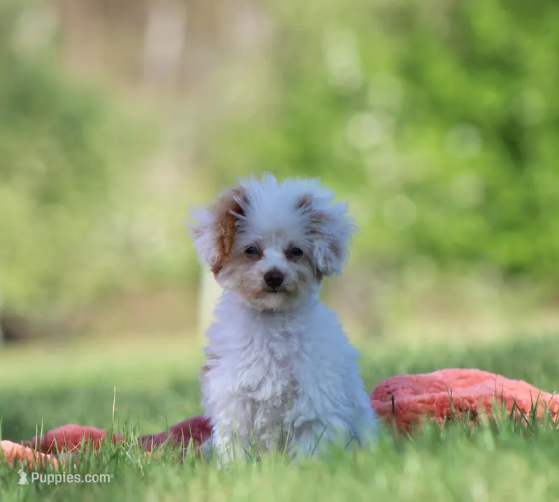 Paris – Poodle - Toy  puppy for sale in Blairsville, PA