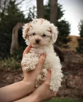 Paris, a female Poodle - Toy  for sale in Blairsville, PA – Photo 6 of 10